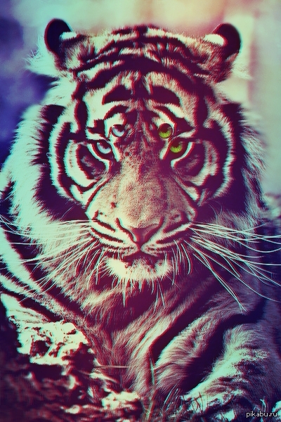 ����������� ����.