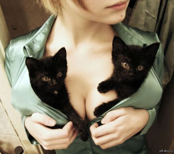 Kittens with... - NSFW, cat, Boobs