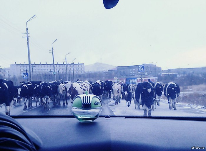 А у нас в Мончегорске