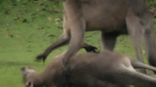 Говорят,что кенгуру- боксеры, а нет врут и борцухи встречаются