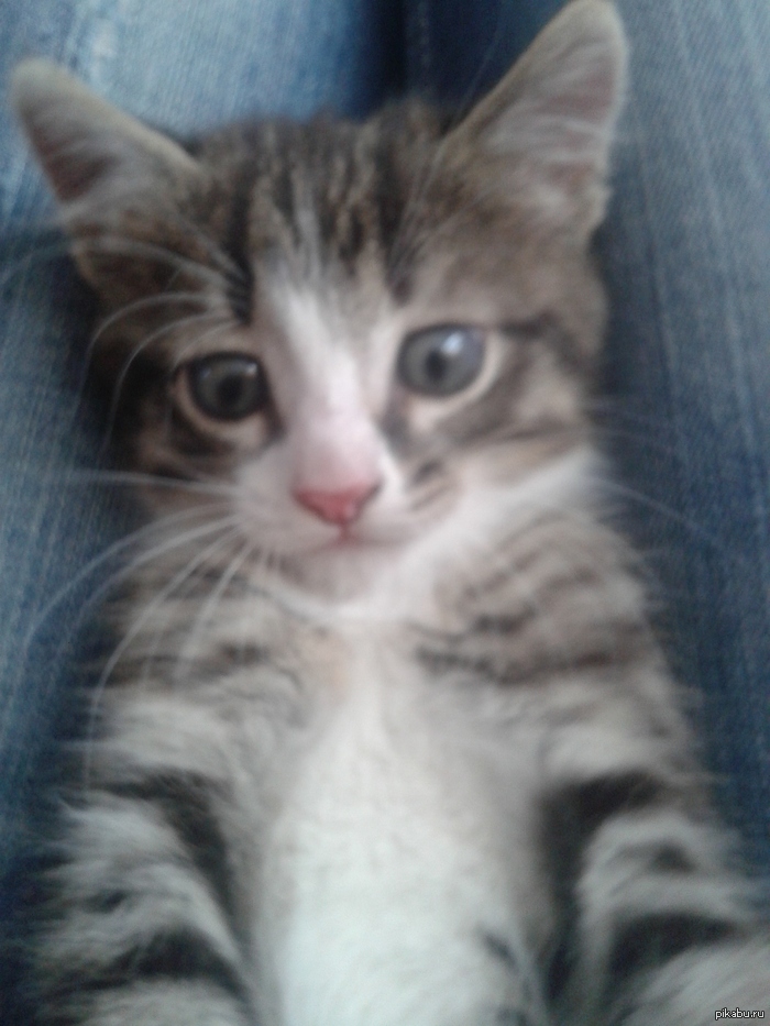 Мой хозяин ещё ничего не подозревает