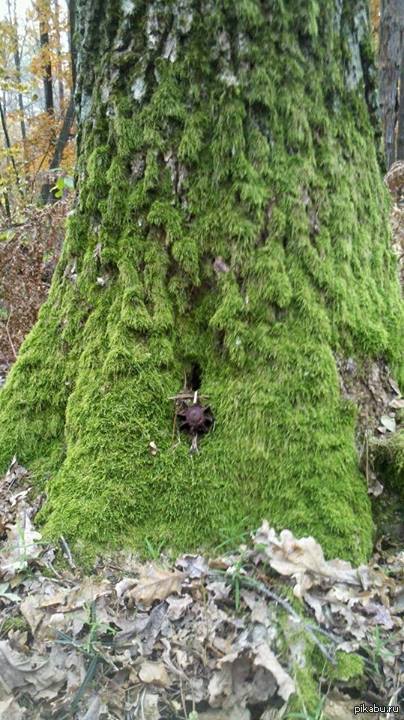 ������� �����