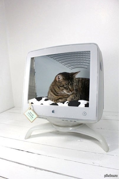Компьютер pet. Домик из монитора для кошек. Домик для кошки из телевизора. Старый монитор. Кошка и монитор.