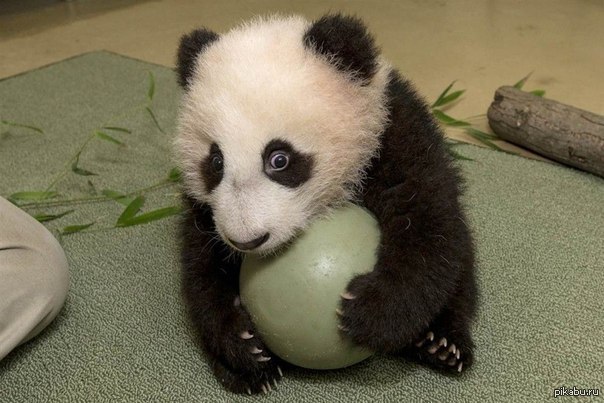 Babypandaface