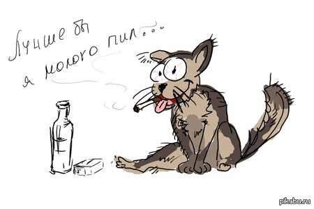 Вино для кошки | Пикабу