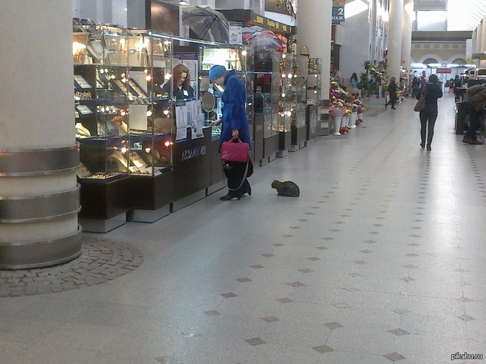 Встаньте в очередь за котом