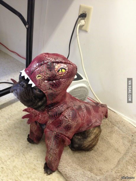 ���� Velociraptor �� �������!