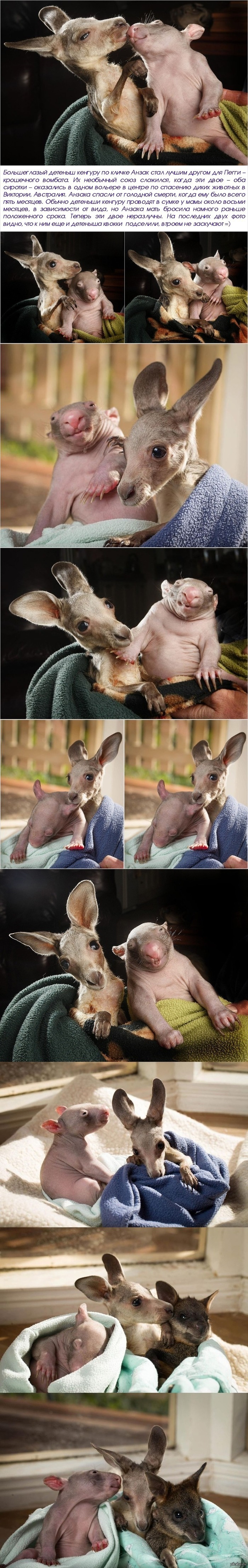 Детеныши вомбата и кенгуру подружились в центре спасения животных.