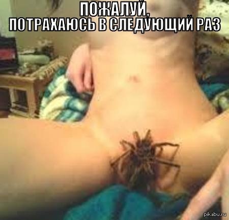 Perhaps next time - NSFW, Spider, Webcam, Boobs