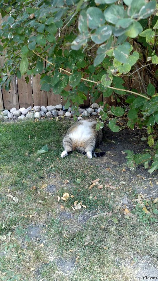 Когда жарко было, мой кот спал в такой позе) НЕ мое, и да, похожих не найдено