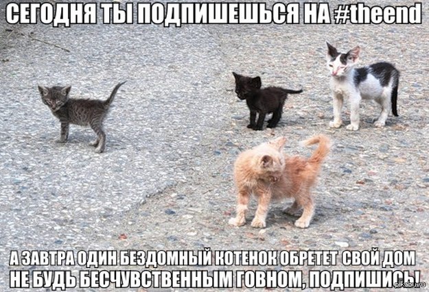 Кошки когда можно на улицу. Бездомные кошки. Покажи бездомных котят. Стая бездомных кошек. Бездомная кошка с котятами.