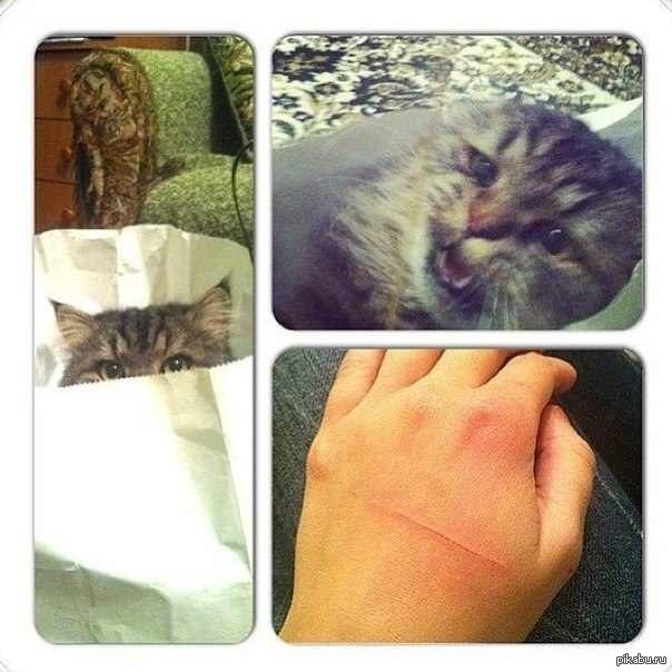 Коты плохо видят. Коты плохо видят