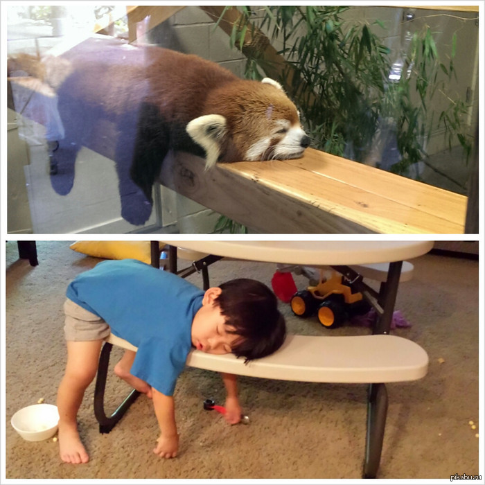 Увидел, что красная панда похожая на моего сына)
