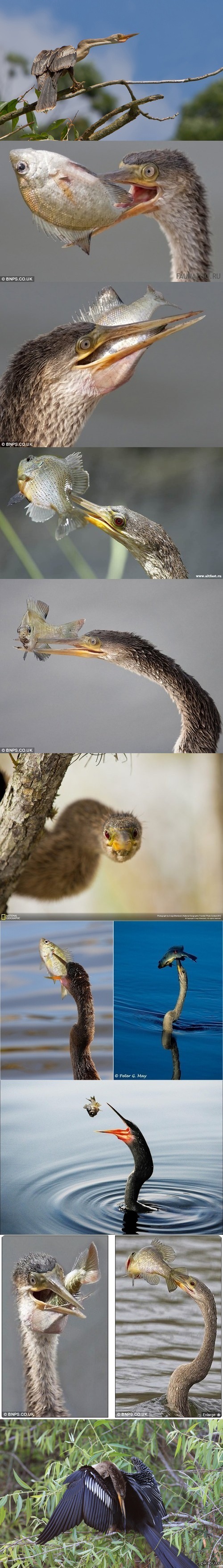 Американская змеешейка.