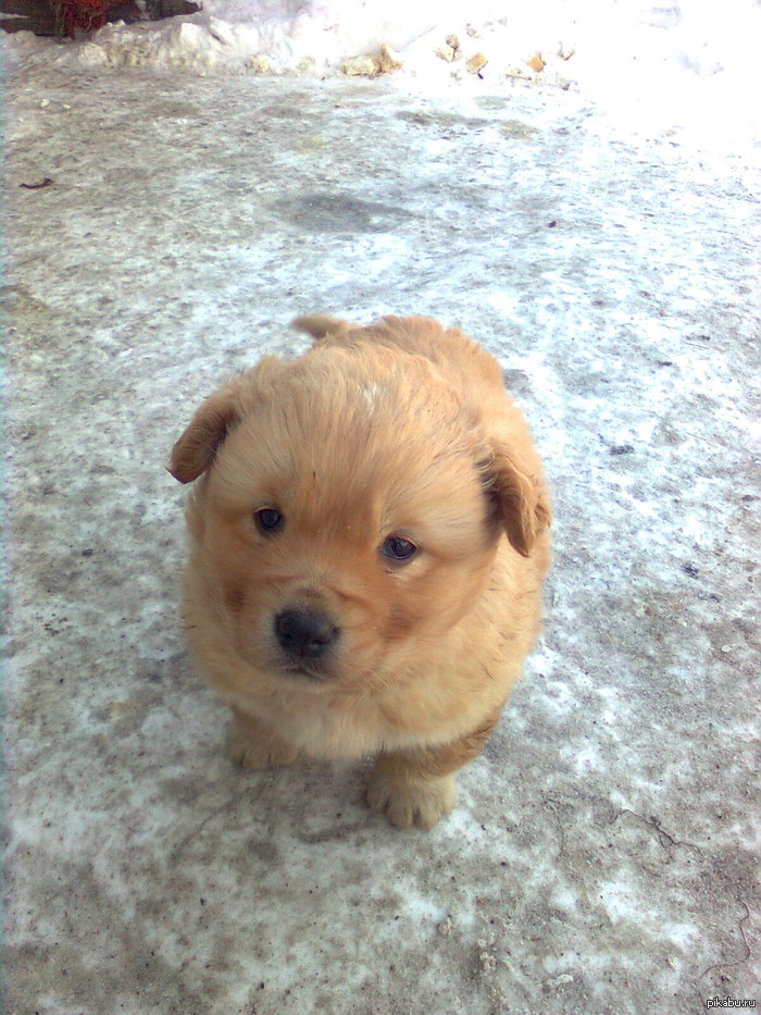 Надоели котята. Всем щенка!