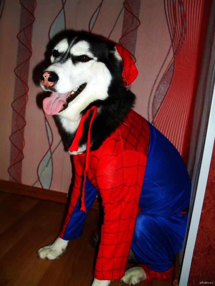Spider-dog   !      ,      )))         .