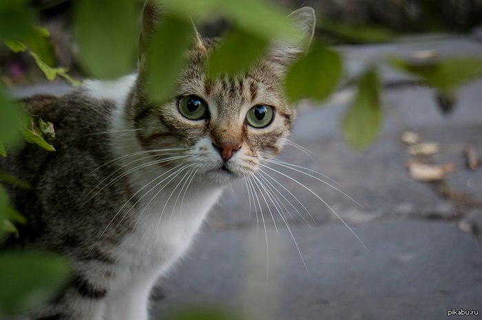 �������� ������� *___*