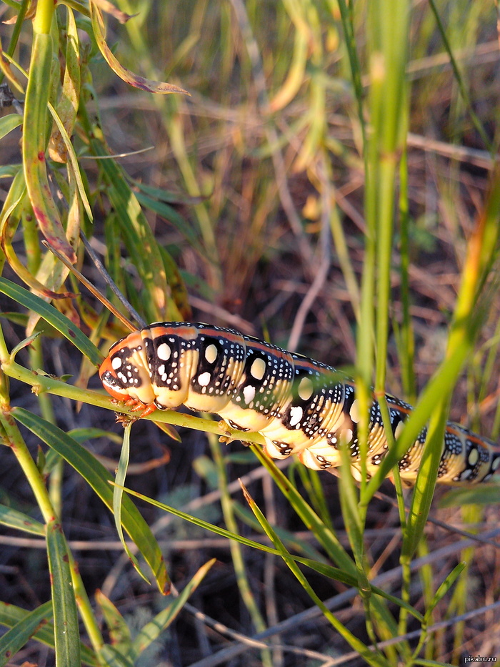 Просто какая-то гусеница