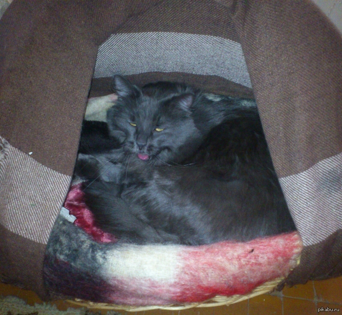 �������� ����)