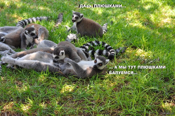 Лемуровые .