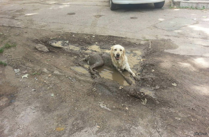 Картинки по запросу собака в грязи
