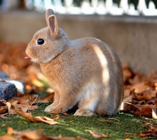 Вот вам всем зайкин язык :-Р