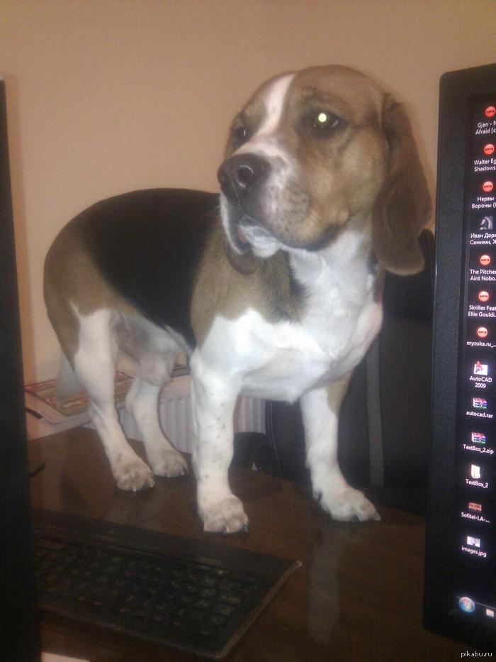 Собакапостолуходяка!