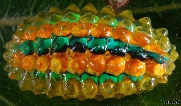 Гусеница краснохвостка кокон. Необычные гусеницы. Гусеница с зубами. Рот гусеницы. Гусеница зубы.