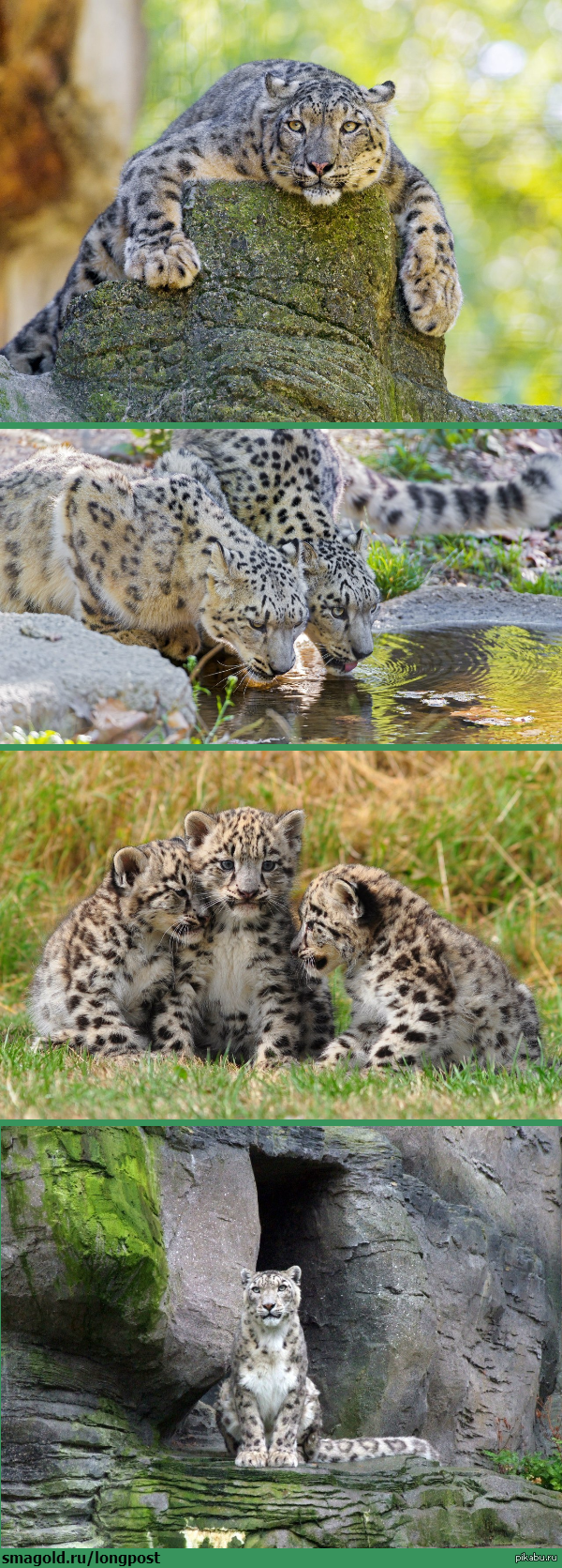 В эти дни проходит Всемирный форум по сохранению снежного барса — в дикой природе этих животных насчитывается немногим более 3 тысяч особей.