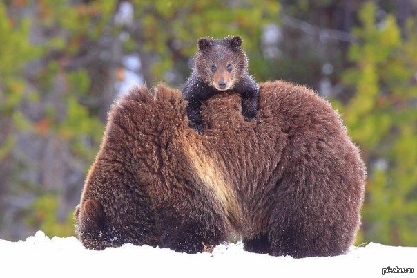 Медвежонок с мамой