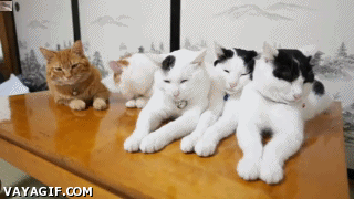 Тройной пофигизм