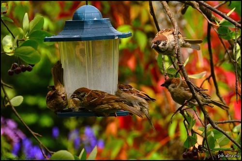 sparrows 
