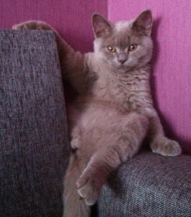 Хозяин дома