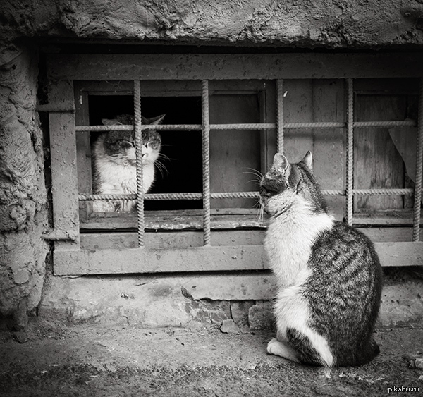 Котэ-рецидевист