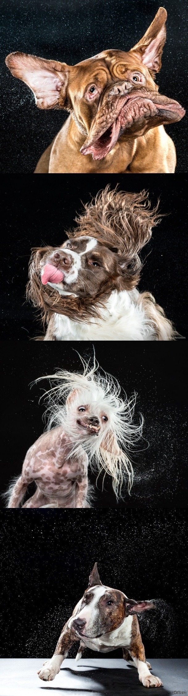 ������ ���������� �������� �������