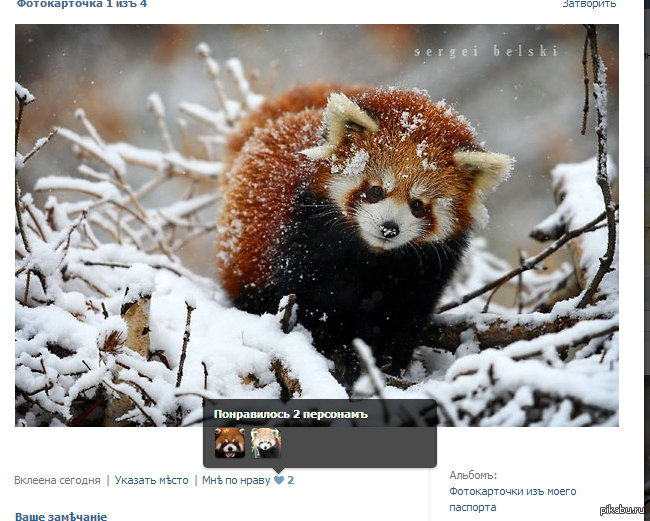 Панды заценили)