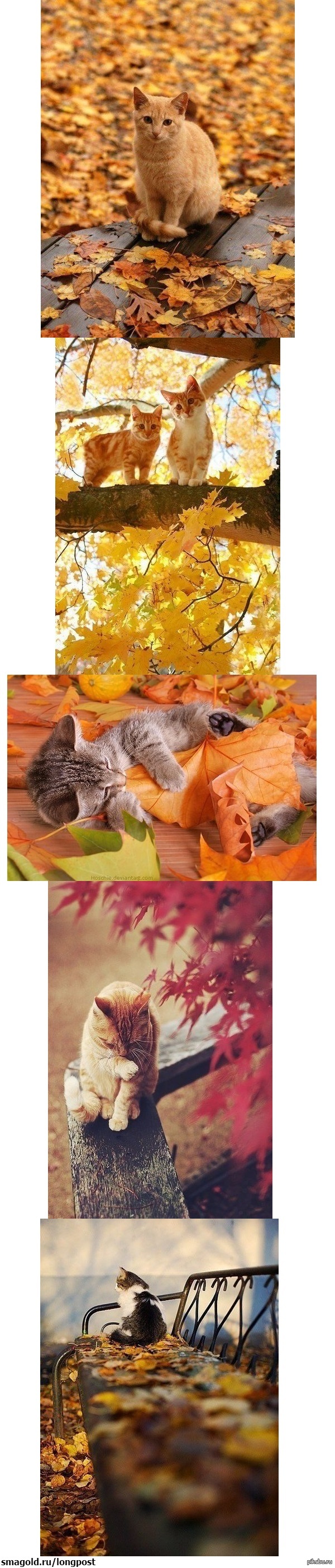 Осенние котейки)