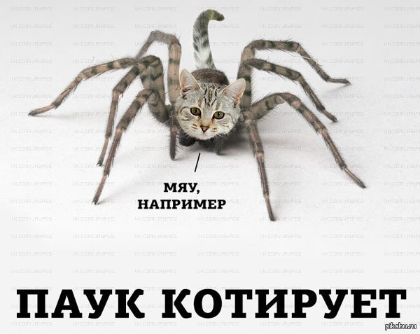 Включи кот паук. Прикол «паук». Паук Мем. Паук котирует. Мемы с пауками.