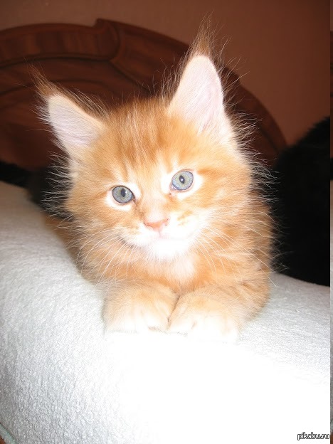 ������ ������