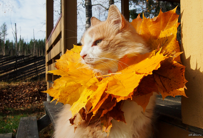   -   :    http://meowxz.tumblr.com/post/63727211527/my-cat-will-be-simba-for-halloween-my-dog-gave-it