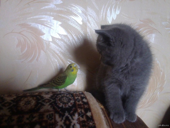 ������ � �������.