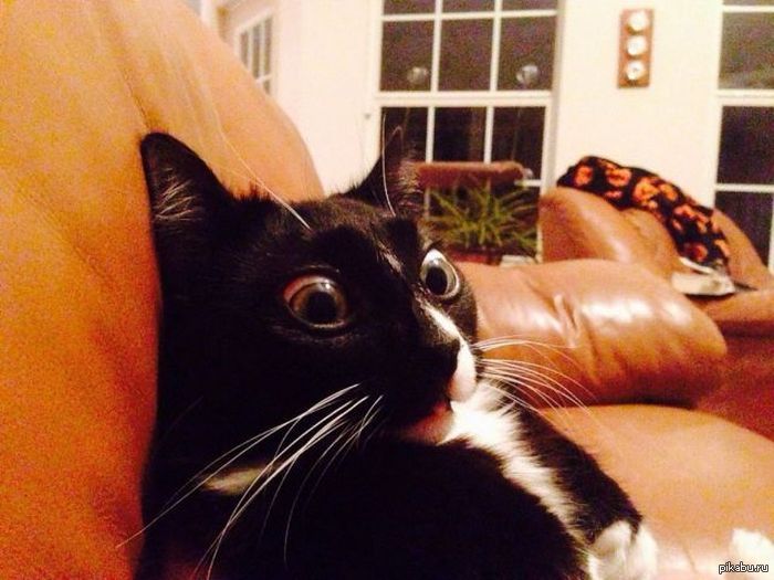 Что значит удивлять. Что значит удивлять. Что значит удивлять. Удивление эмоция. Что значит удивлять.