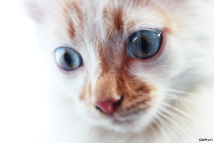 ��� ��� ��� ����)