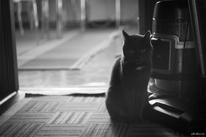 Dark & Grey - cat, Black and white photo
