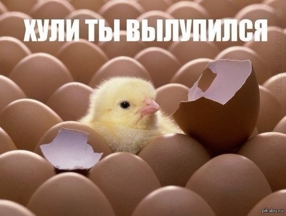 борзый | Пикабу