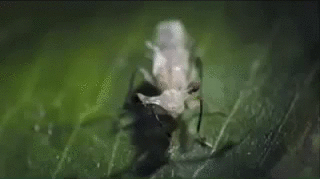 Стебельчатоглазая муха