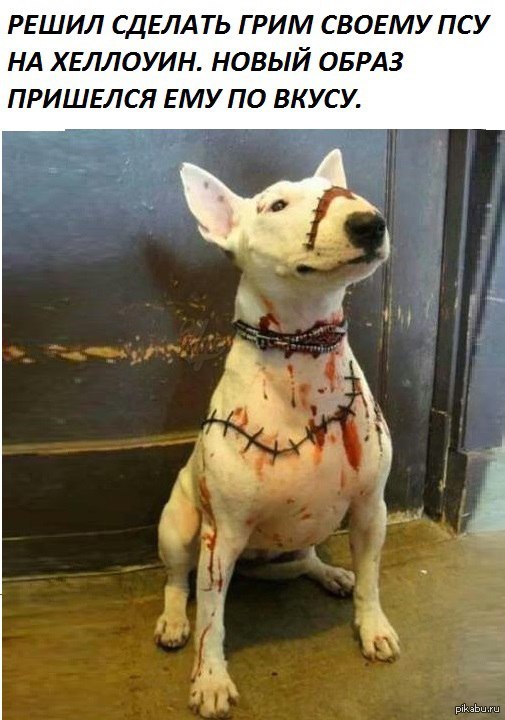 Грим для собаки на хэллоуин.