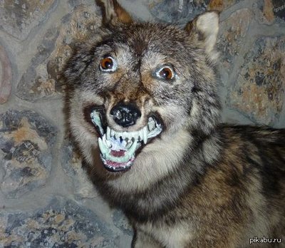 ����������� ����