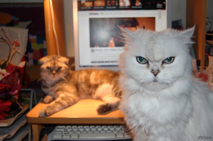      - .     &quot;&quot; .