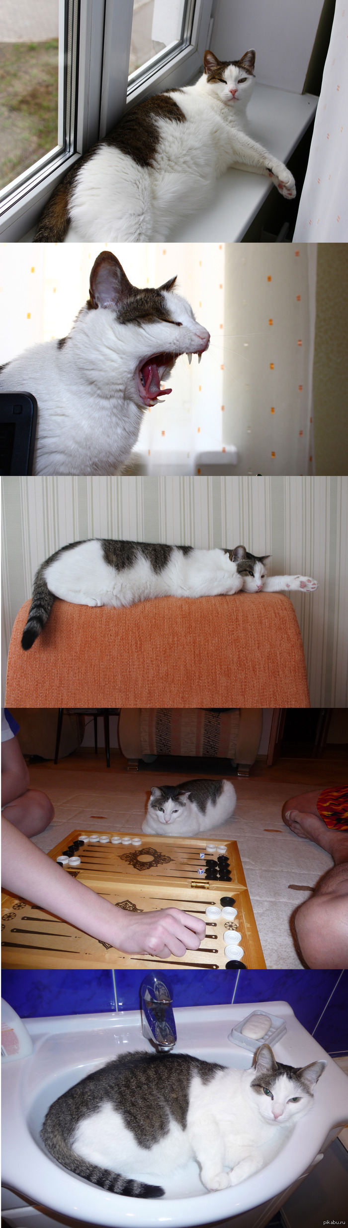 Будни моего кота